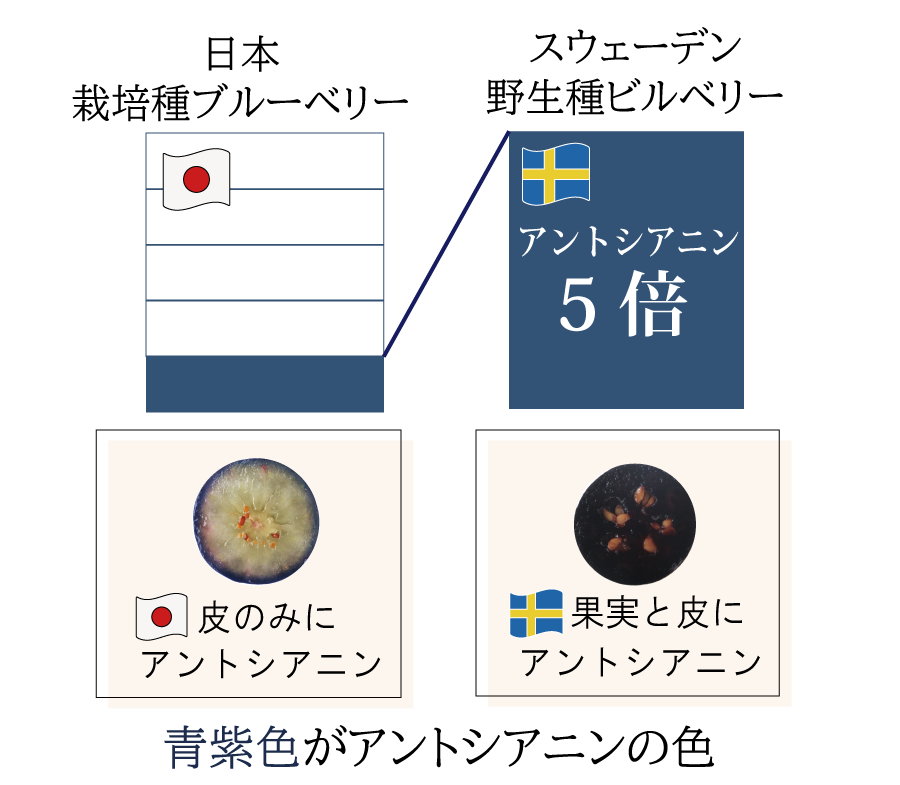 日本の栽培種ブルーベリーは皮のみにアントシアニン、北欧産野生種ビルベリーは果実と皮にアントシアニンが含まれる。その量は栽培種ブルーベリーの5倍のアントシアニンが北欧産野生種ビルベリーに存在する。