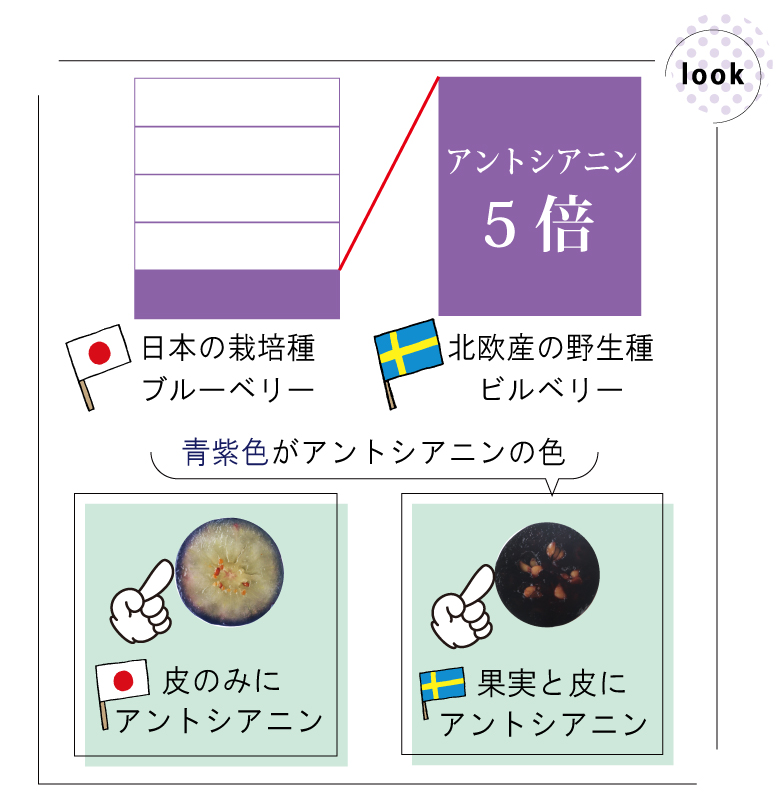 日本の栽培種ブルーベリーは皮のみにアントシアニン、北欧産野生種ビルベリーは果実と皮にアントシアニンが含まれる。その量は栽培種ブルーベリーの5倍のアントシアニンが北欧産野生種ビルベリーに存在する。