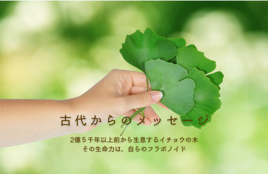 機能性表示食品イチョウ葉100　イチョウ葉由来フラボノイド配糖体、イチョウ葉由来テルペンラクトンが脳の血流を改善し、記憶力や判断力を維持