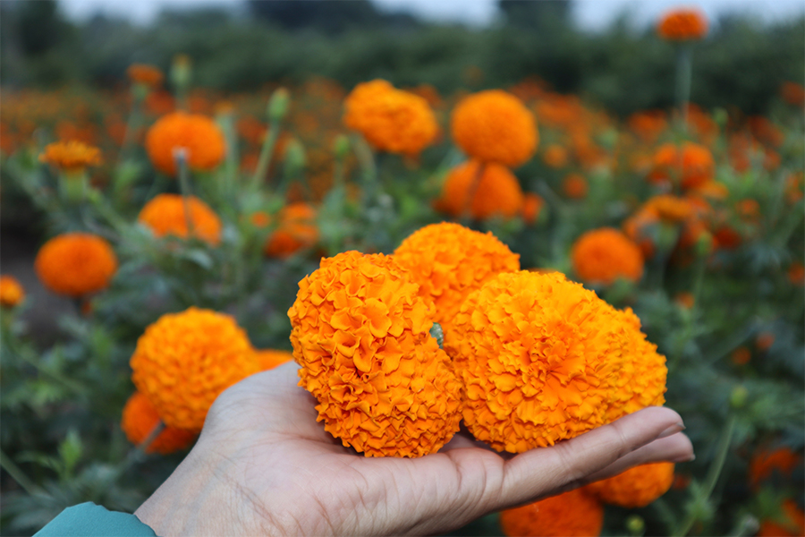 マリーゴールドの花からルテイン・ゼアキサンチンを抽出