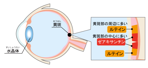 ルテインは黄斑部と水晶体に存在する